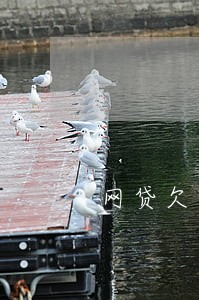 网贷欠款逾期 被打电话 恐吓 网贷欠款逾期 被打电话 恐吓